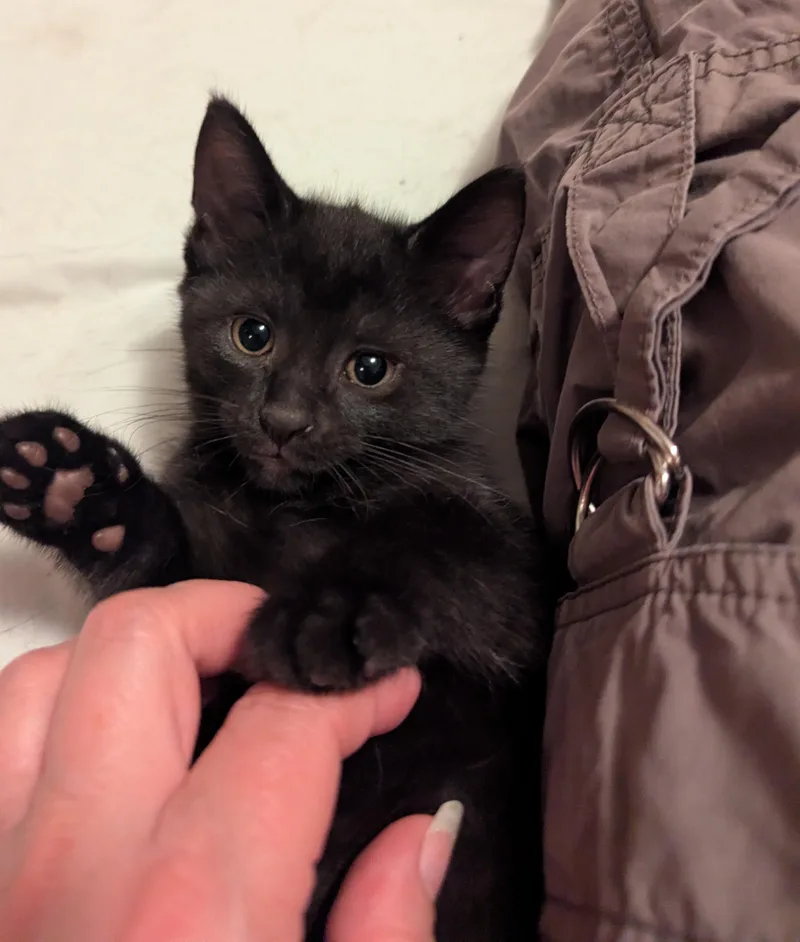 A baby medium-sized female Bombay cat named Mai for adoption in Wyandotte, MI