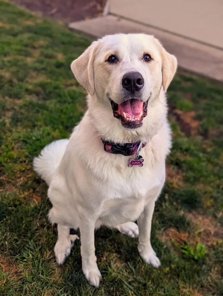 An adult large-sized female White / Cream Great Pyrenees dog named Luna for adoption in Walnut Creek, CA