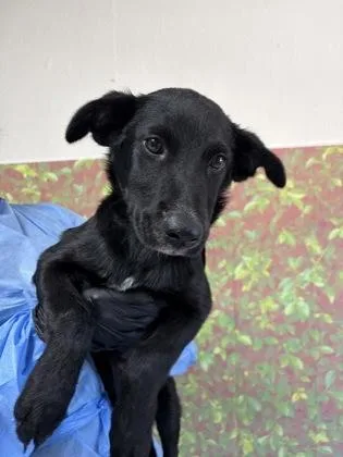 Adrian