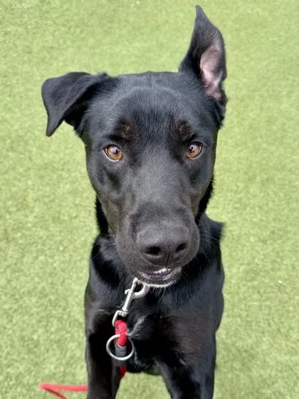 Stick Man Jones thumbnail 3