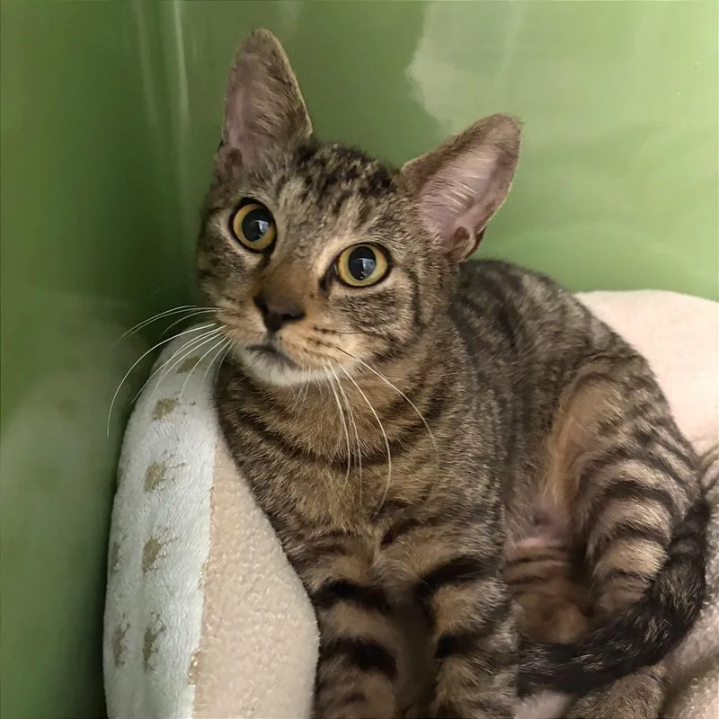 A baby small-sized male Brown / Chocolate Domestic Short Hair cat named Skittles for adoption in Fort Lauderdale, FL