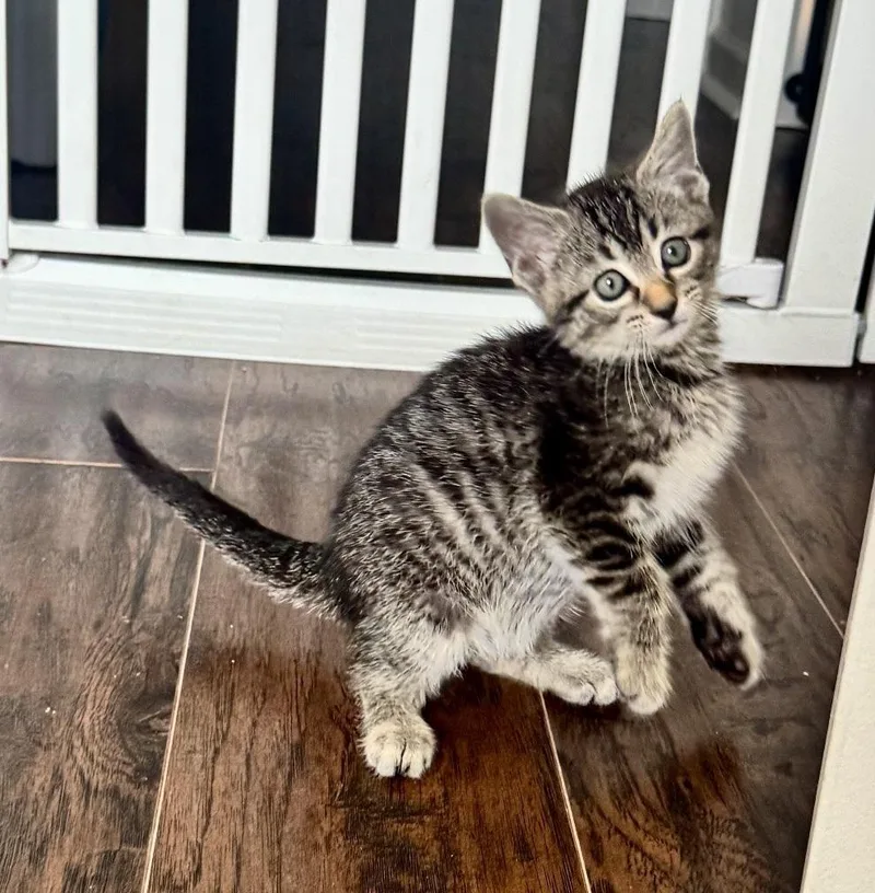 A baby medium-sized male Tabby (Gray / Blue / Silver) Domestic Short Hair cat named Panama for adoption in Rossville, TN