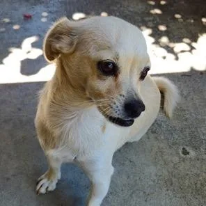 An adult small-sized female Golden Chihuahua dog named Blazy for adoption in Pacifica, CA