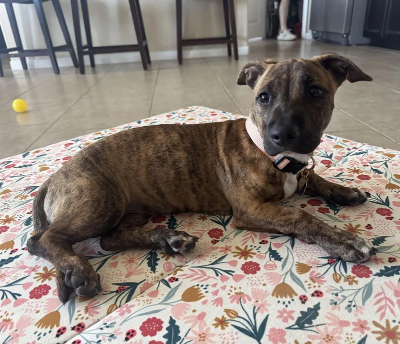 Penny Bundleofzoomies thumbnail 2