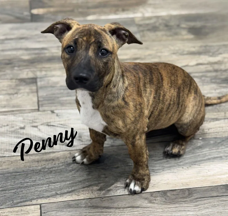 Penny Bundleofzoomies