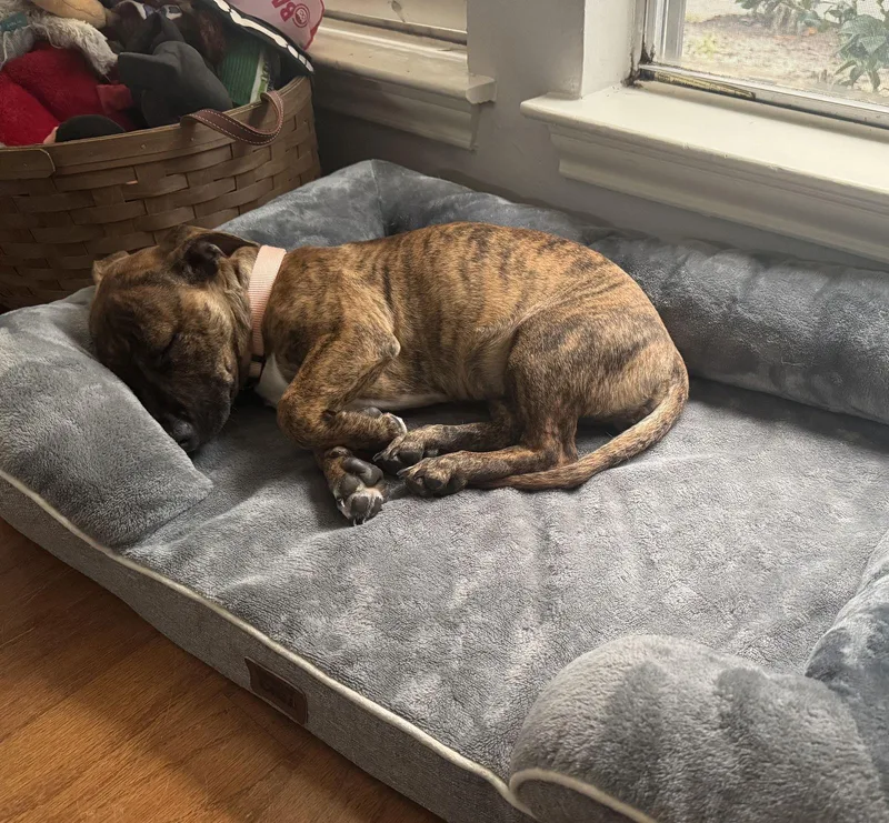 Penny Bundleofzoomies thumbnail 3