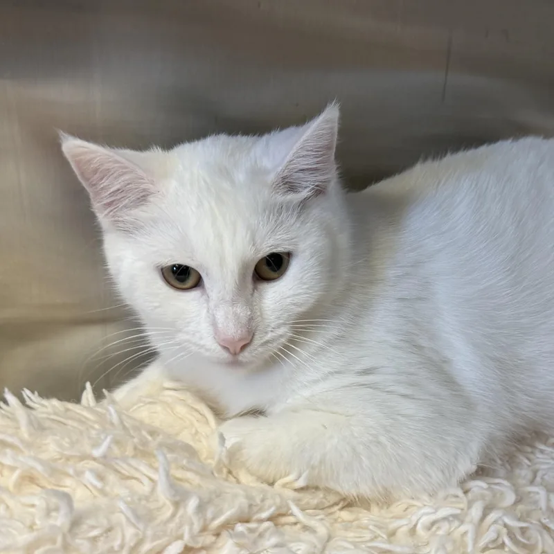 Isabelle thumbnail 2