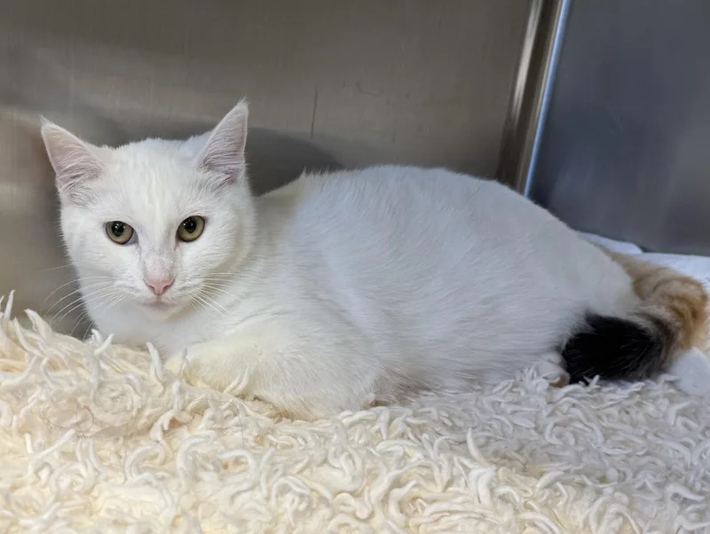 Isabelle thumbnail 3