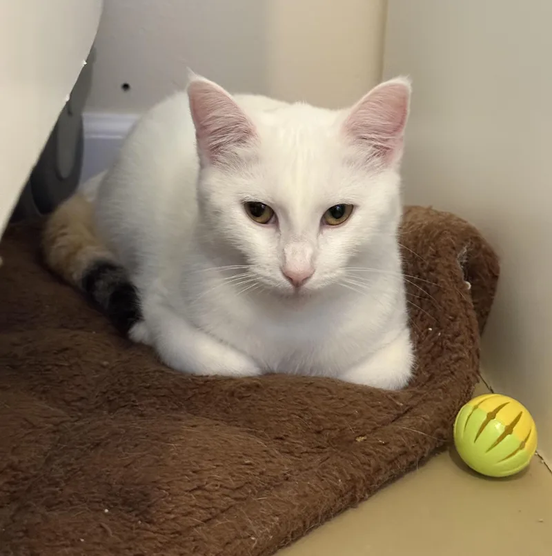 Isabelle thumbnail 4