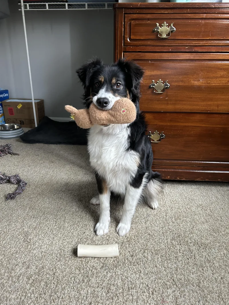A young medium-sized female Tricolor (Brown, Black, & White) Australian Shepherd dog named Luna for adoption in Philadelphia, PA