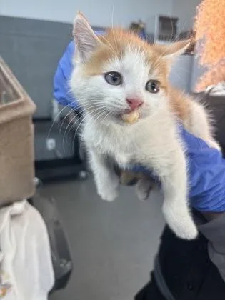 A baby small-sized male Domestic Short Hair cat named Tangerine for adoption in West Chester, PA