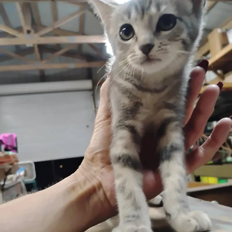 A baby small-sized female Gray / Blue / Silver Domestic Short Hair cat named Abby for adoption in League City, TX