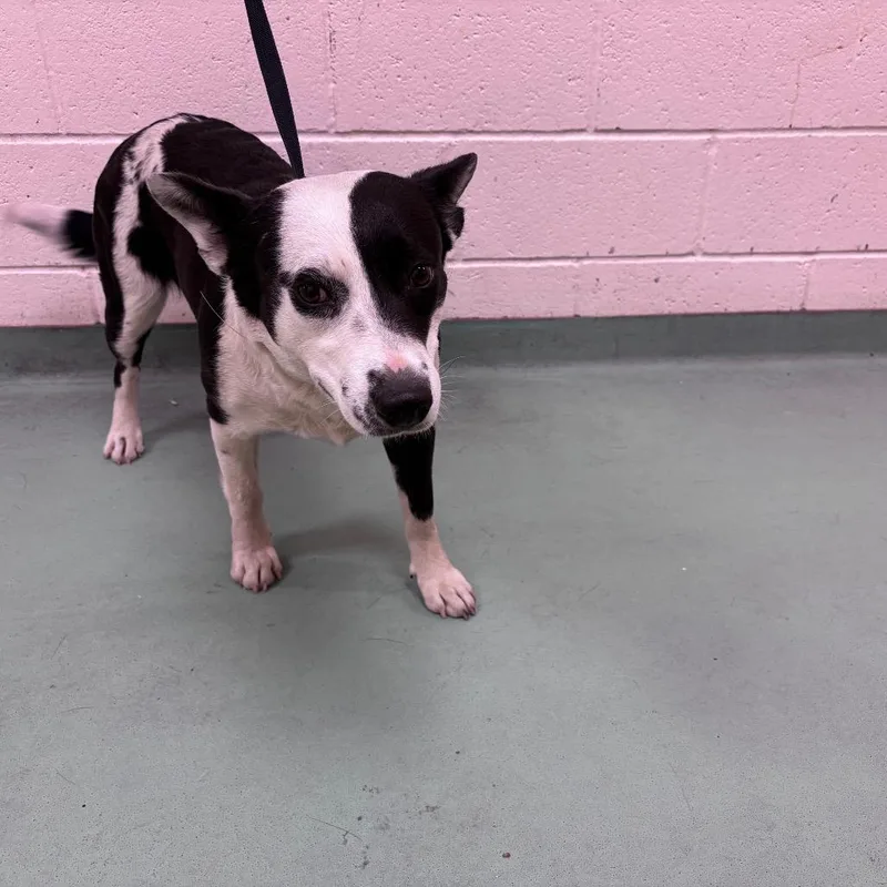 A young medium-sized female Black Mixed Breed dog named Kama for adoption in Memphis, TN
