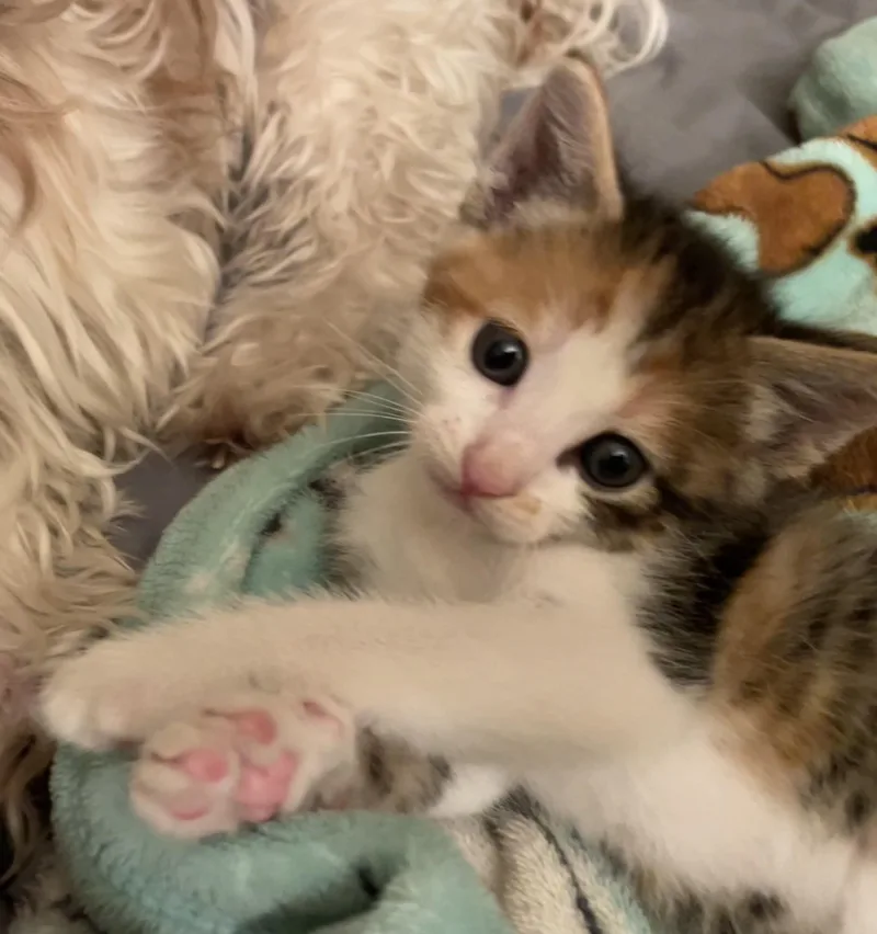 A baby medium-sized female Calico cat named Maisy for adoption in Monrovia , CA