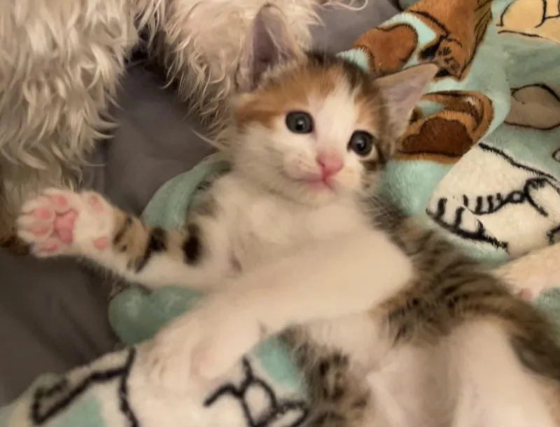 Maisy thumbnail 2
