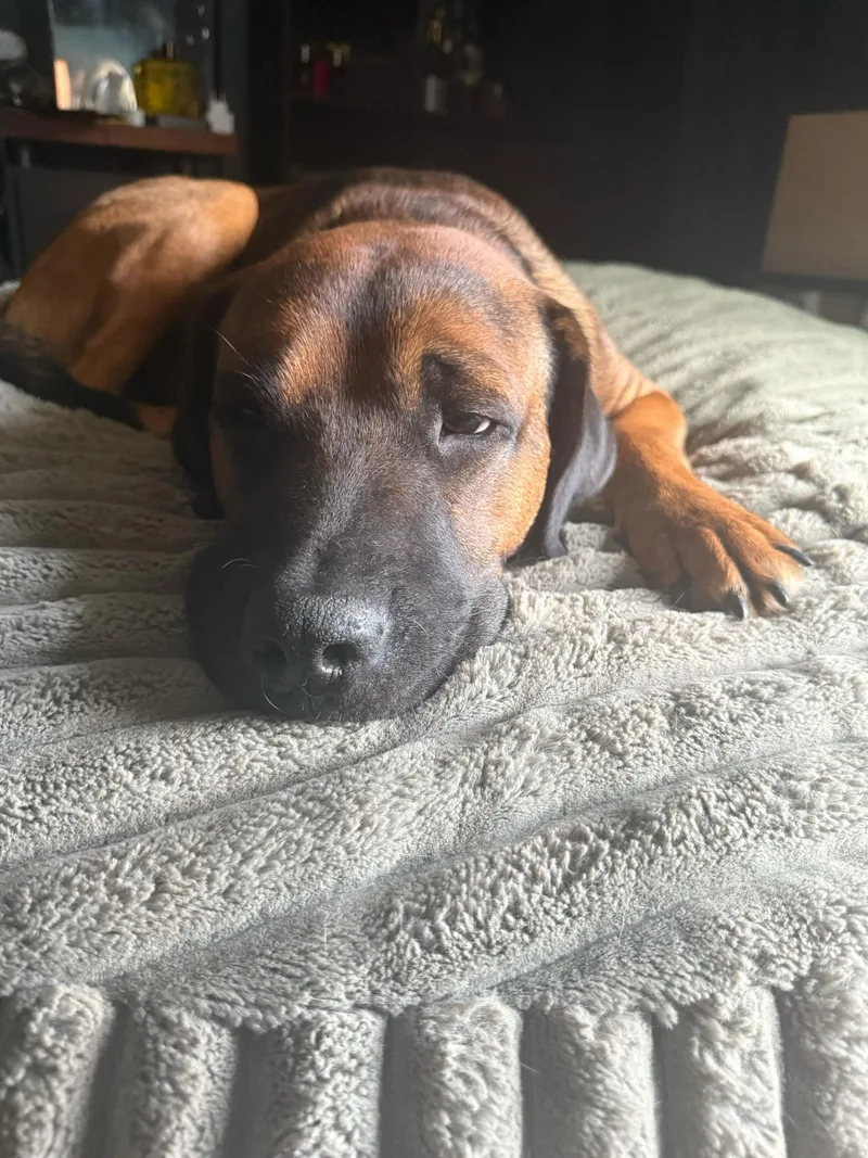 An adult large-sized male Labrador Retriever dog named Chandler for adoption in Winder, GA
