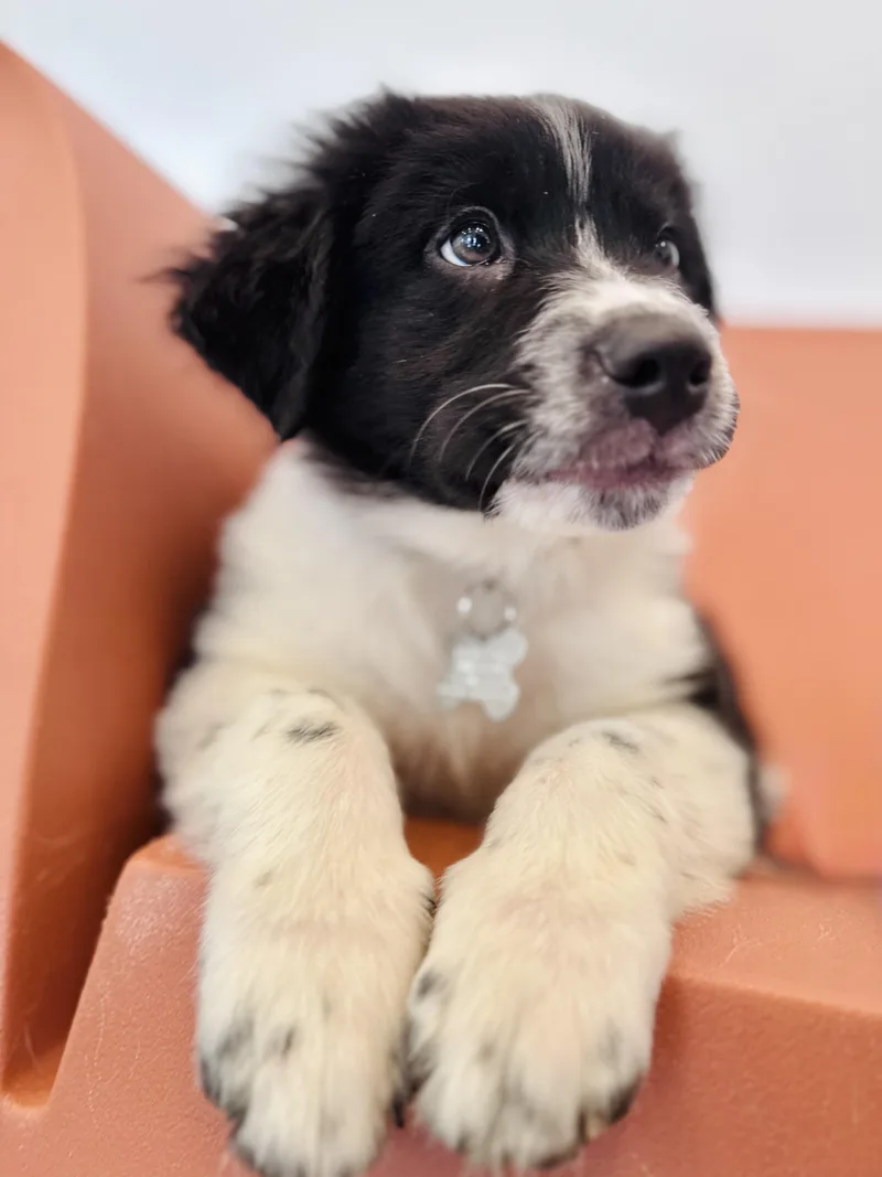 A baby medium-sized male Great Pyrenees dog named Bogey for adoption in Palatine, IL
