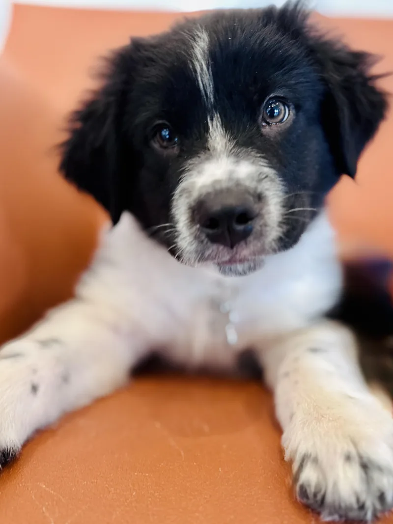 Bogey thumbnail 2