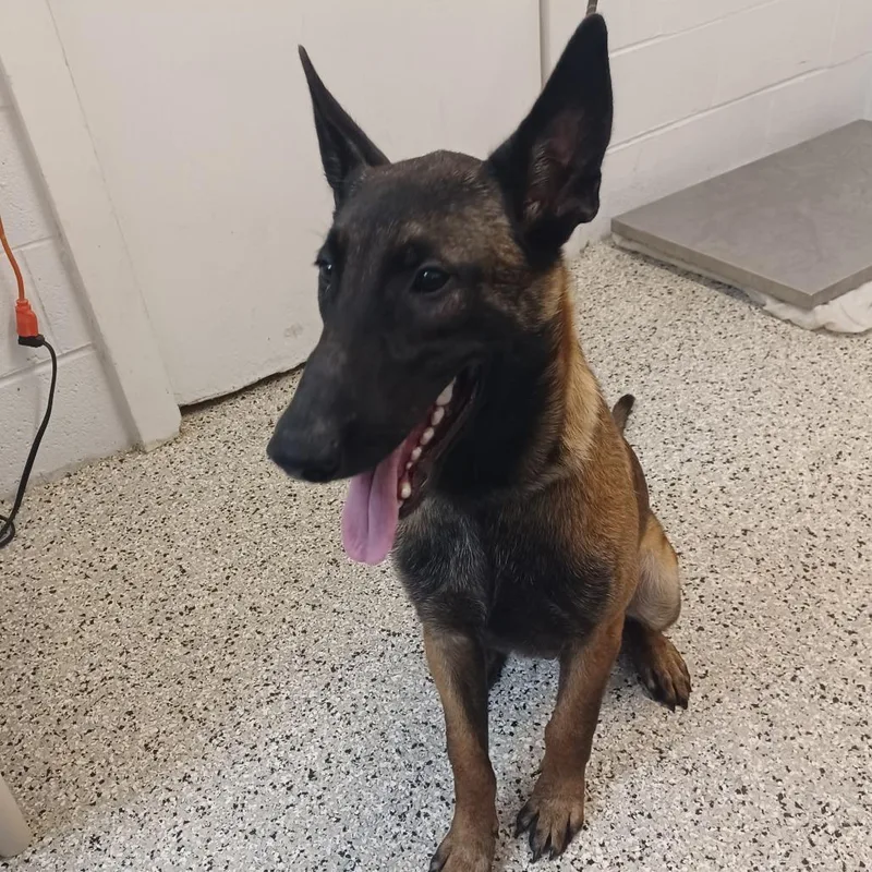 A young medium-sized male Brown / Chocolate Belgian Shepherd / Malinois dog named Tintin for adoption in Hattiesburg, MS