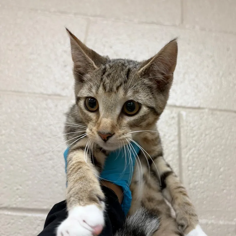 A baby small-sized female Gray / Blue / Silver Domestic Short Hair cat named Meowtini for adoption in Birmingham, AL