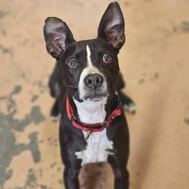 A senior medium-sized male Black Boxer dog named Bishop for adoption in Bridgeport, CA