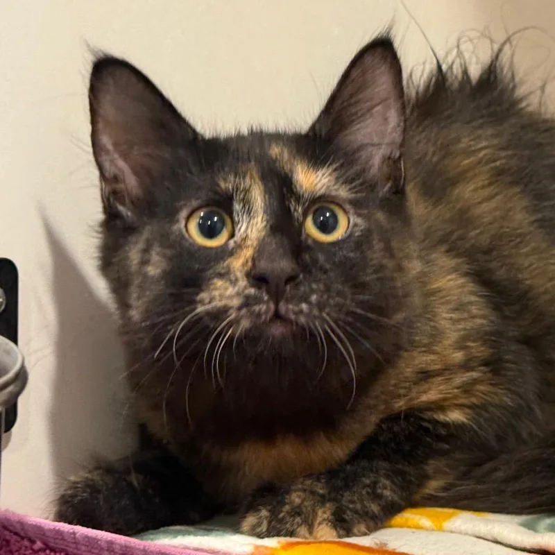 A baby small-sized female Domestic Medium Hair cat named Bavarian for adoption in Tucson, AZ