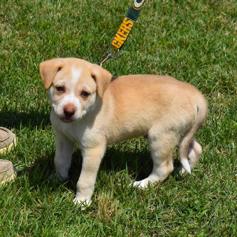 A baby medium-sized male Yellow / Tan / Blond / Fawn Mixed Breed dog named Sonny for adoption in Searcy, AR
