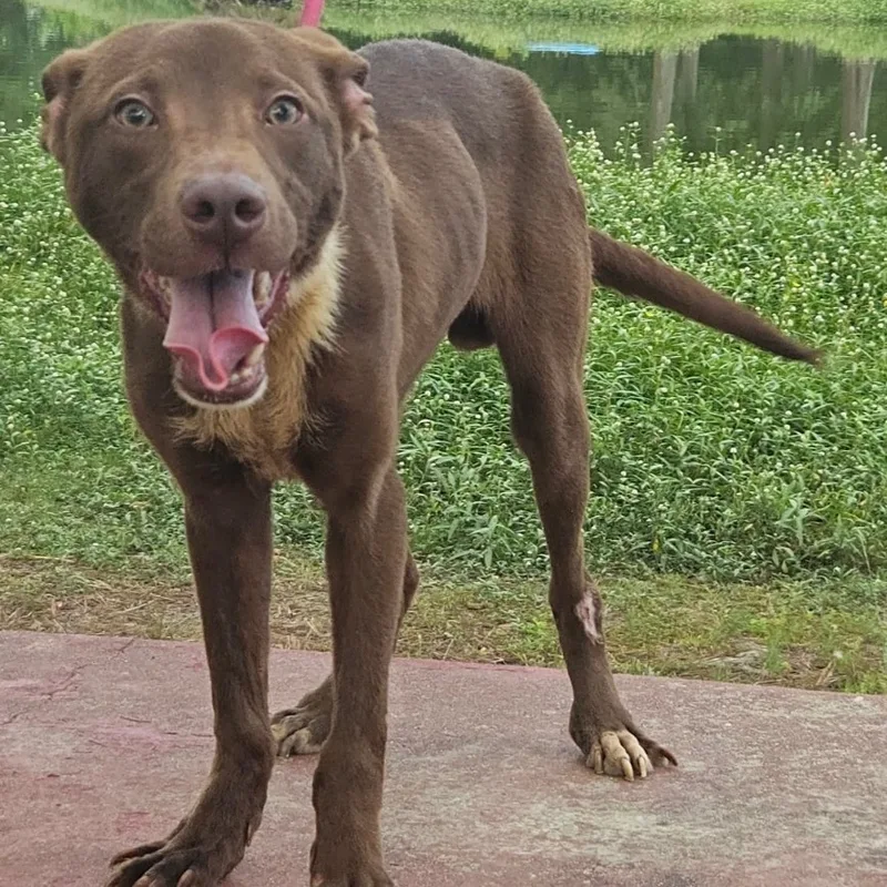 A young small-sized male Mixed Breed dog named Alton for adoption in Pine Bluff, AR