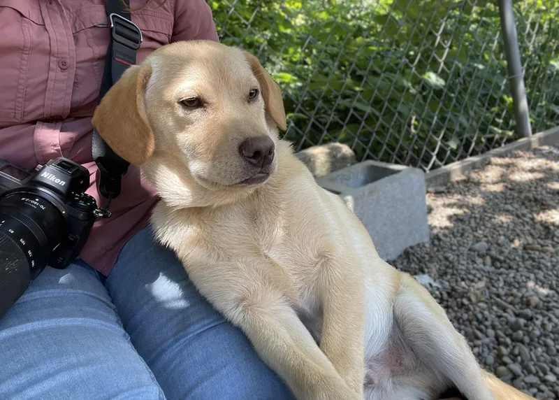 A baby medium-sized male Apricot / Beige Labrador Retriever dog named Saturn for adoption in Hoquiam, WA