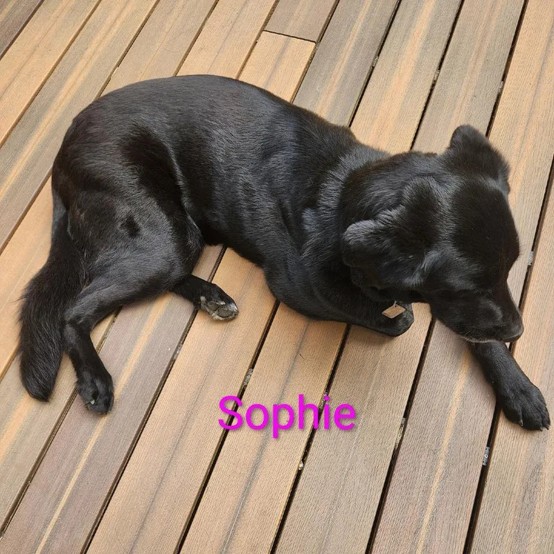 An adult small-sized female Black German Shepherd Dog dog named Sophie for adoption in Grand Rapids, MN