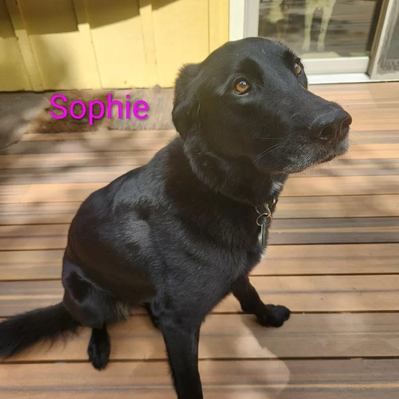 Sophie thumbnail 2