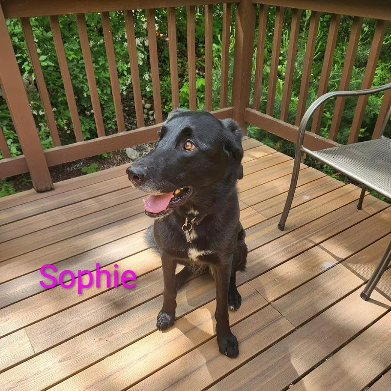 Sophie thumbnail 3