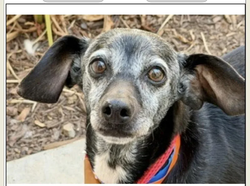 An adult small-sized male Black Chiweenie dog named Columbus for adoption in Poway, CA