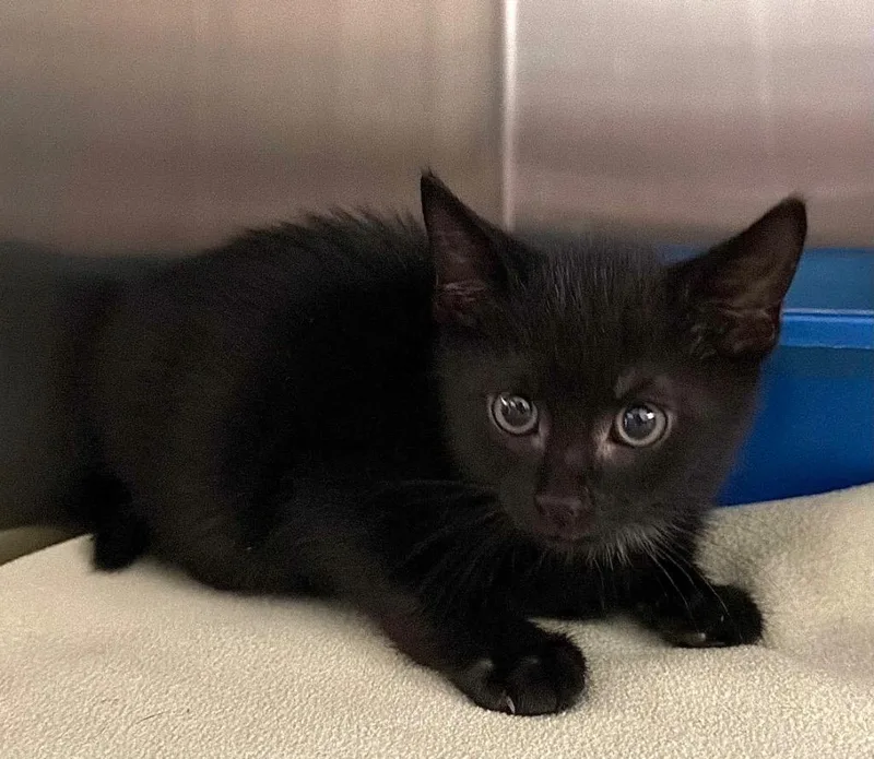 Vader