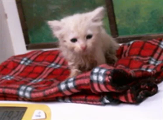 A baby small-sized female Domestic Short Hair cat named Popcorn for adoption in Houston, TX