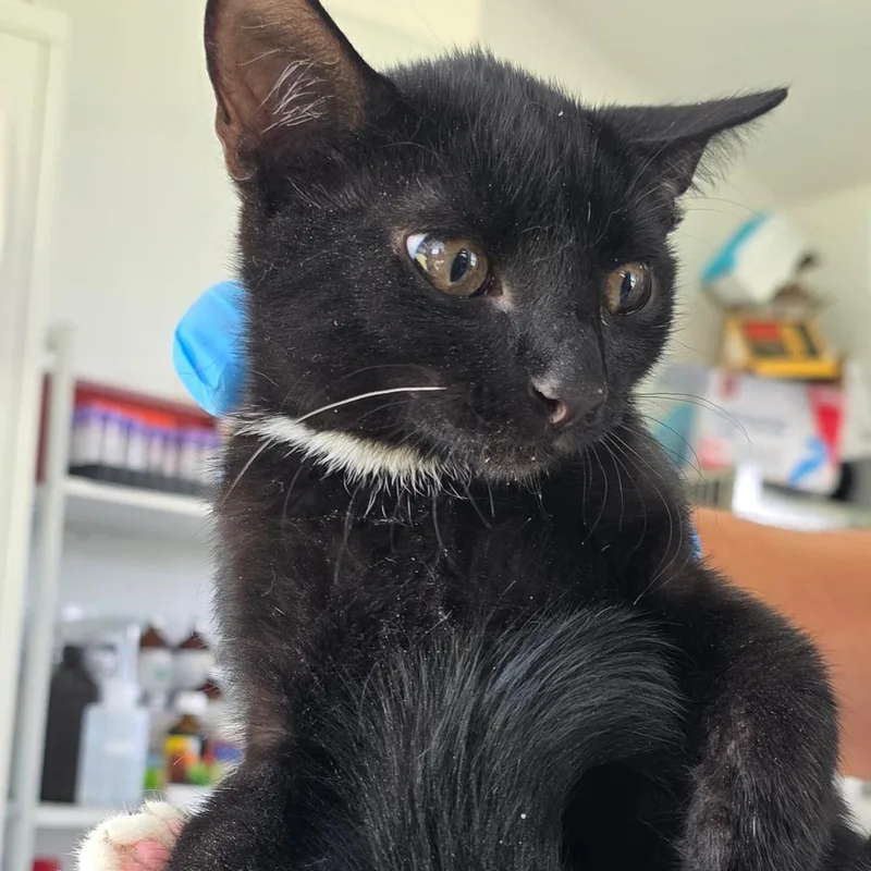 A baby small-sized male Black Domestic Short Hair cat named Tiny for adoption in Chapel Hill, NC