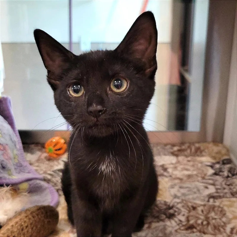 A baby small-sized female Black Domestic Short Hair cat named Violet for adoption in Nashville, IN