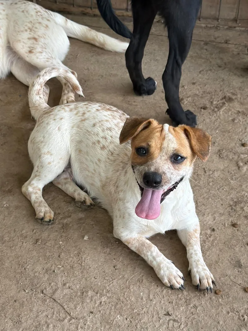 A young medium-sized female Beagle dog named Blanche for adoption in Ashville, OH
