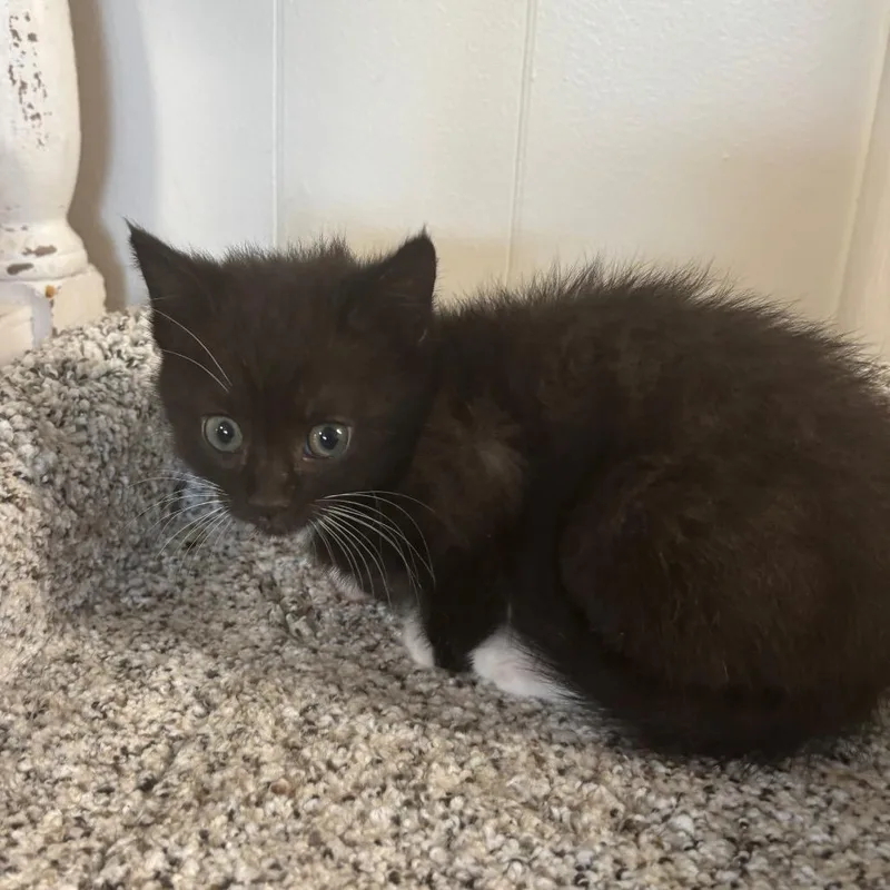 A baby small-sized female Black Domestic Short Hair cat named Agnes for adoption in Granville, OH