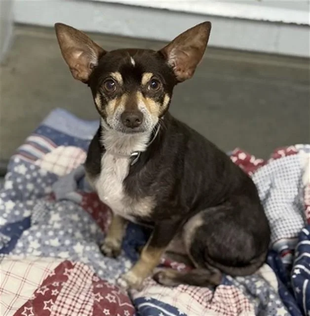 An adult small-sized male Chihuahua dog named Alejandro for adoption in Conroe, TX