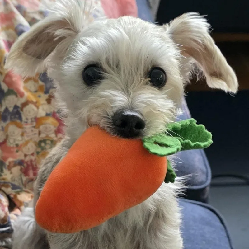 An adult medium-sized female Mixed Breed dog named Sweety for adoption in Midlothian, VA