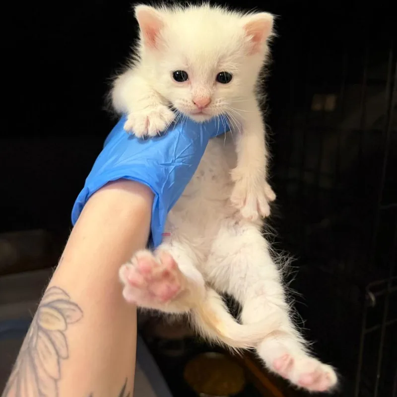 A baby small-sized male White Domestic Short Hair cat named Neal Page for adoption in Granville, OH
