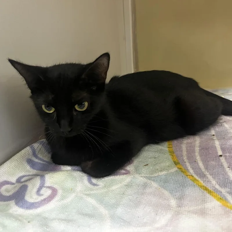 An adult medium-sized female Black Domestic Short Hair cat named Crystal for adoption in Upland, CA