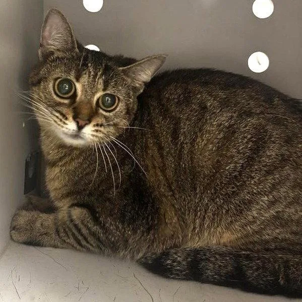 An adult medium-sized female Domestic Short Hair cat named Juju for adoption in Greenfield, IN