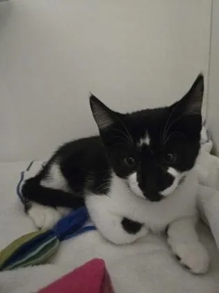 A baby small-sized female Domestic Short Hair cat named Galantis for adoption in Savannah, GA