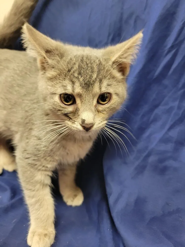 An adult medium-sized male Gray & White Domestic Short Hair cat named Grayson for adoption in Lorain, OH