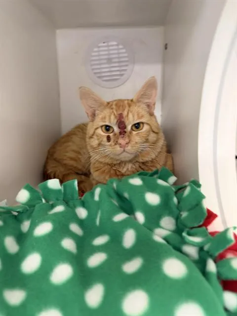A young large-sized male Domestic Short Hair cat named Tyson for adoption in Kent, WA