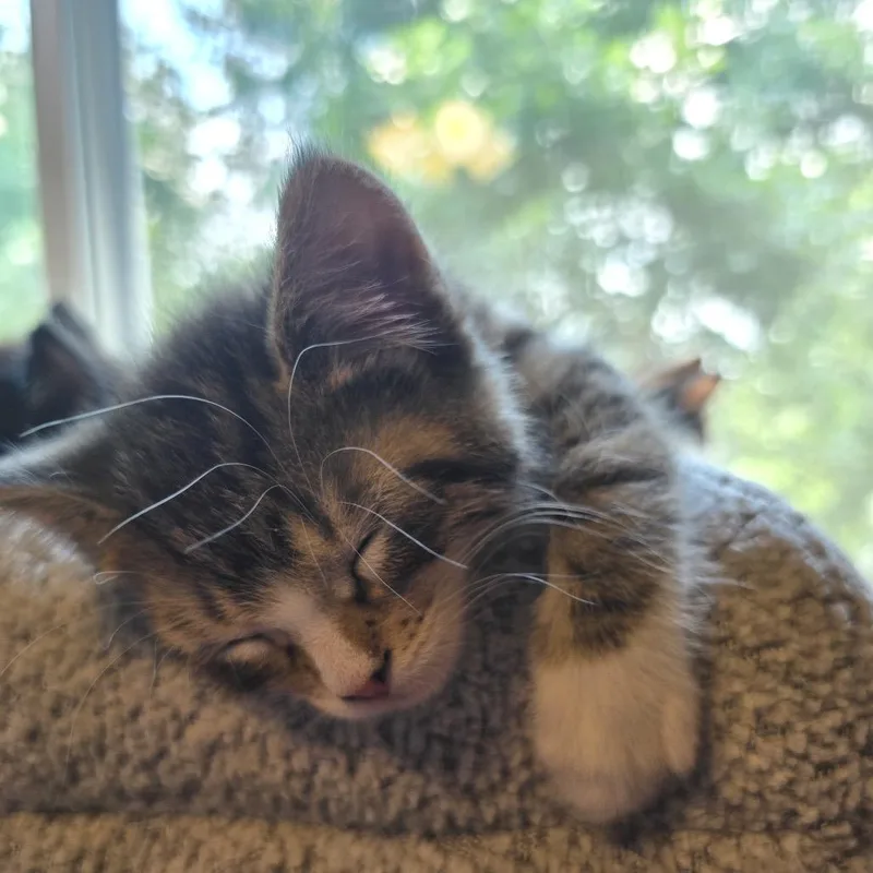 A baby small-sized male Brown / Chocolate Domestic Short Hair cat named Spunk for adoption in Buffalo, MN