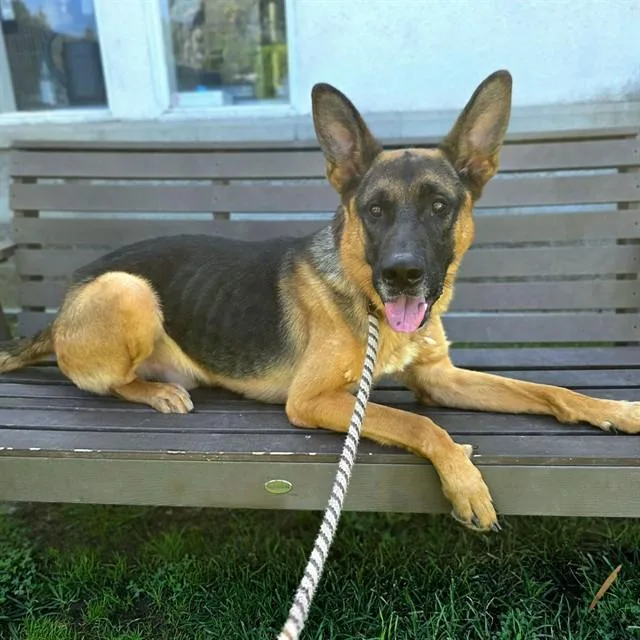 An adult large-sized male German Shepherd Dog dog named Mason for adoption in Long Beach, CA