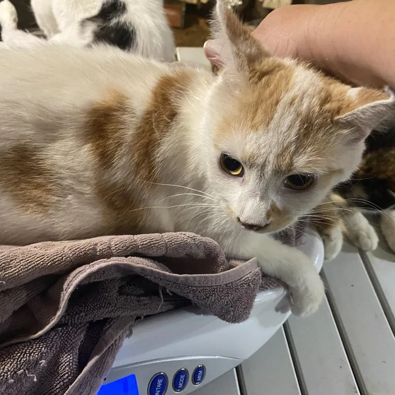 A young medium-sized male White Domestic Short Hair cat named Little Man C for adoption in Russellville, KY
